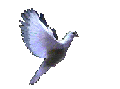 WAP PERU